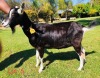 1 X BRITISH ALPINE EWE/OOI GELUKSFONTEIN