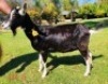 1 X BRITISH ALPINE EWE/OOI GELUKSFONTEIN