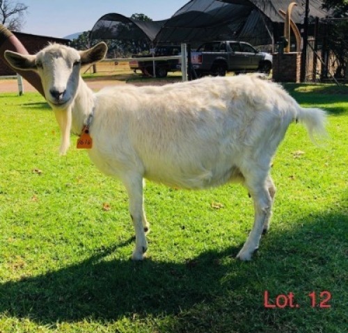 1 X SAANEN EWE/OOI GELUKSFONTEIN
