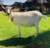 1 X SAANEN EWE/OOI GELUKSFONTEIN