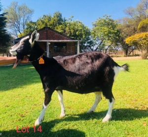 1 X BRITISH ALPINE EWE/OOI GELUKSFONTEIN