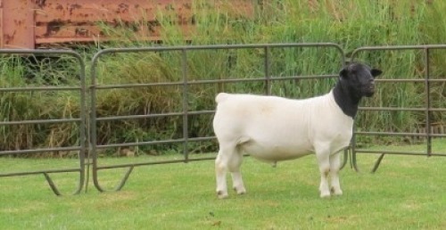1X DORPER STUD RAM Jowilize Dorpers