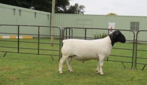 1X DORPER FLOCK RAM Jowilize Dorpers