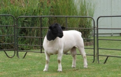 1X DORPER FLOCK RAM Jowilize Dorpers