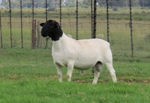 1X DORPER STUD RAM Jowilize Dorpers
