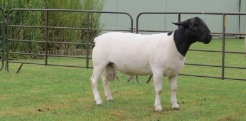 1X DORPER FLOCK RAM Jowilize Dorpers