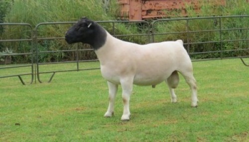 1X DORPER T5 RAM Jowilize Dorpers