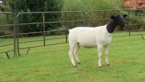 2X DORPER FLOCK EWE Jowilize Dorpers (Per animal to take the lot)