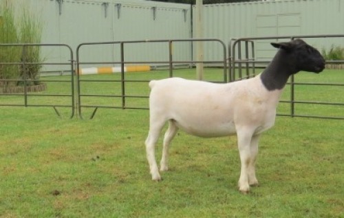 1X DORPER STUD EWE Jowilize Dorpers