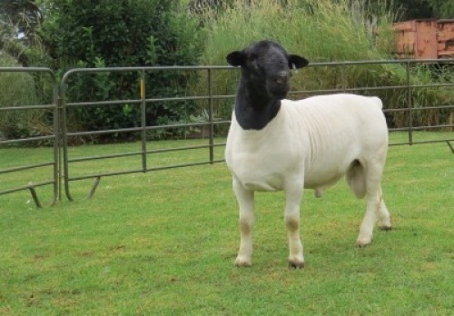 1X DORPER FLOCK RAM Jowilize Dorpers