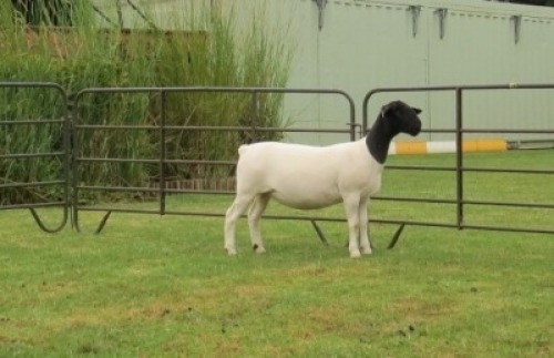 1X DORPER PREGNANT STUD EWE Jowilize Dorpers