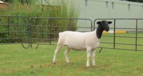 1X DORPER PREGNANT STUD EWE Jowilize Dorpers