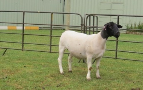 1X DORPER PREGNANT STUD EWE Jowilize Dorpers