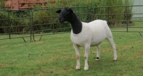 1X DORPER PREGNANT T5 EWE Jowilize Dorpers