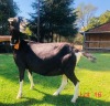 1 X BRITISH ALPINE EWE/OOI GELUKSFONTEIN