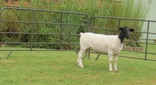 1X DORPER STUD EWE Jowilize Dorpers