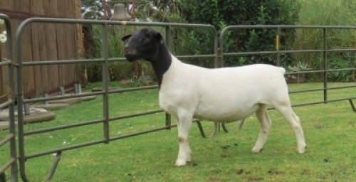 1X DORPER PREGNANT STUD EWE Jowilize Dorpers