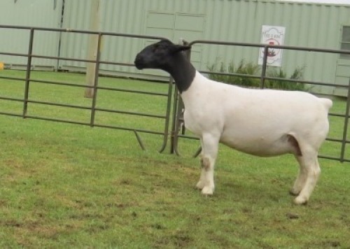 1X DORPER PREGNANT T5 EWE Jowilize Dorpers