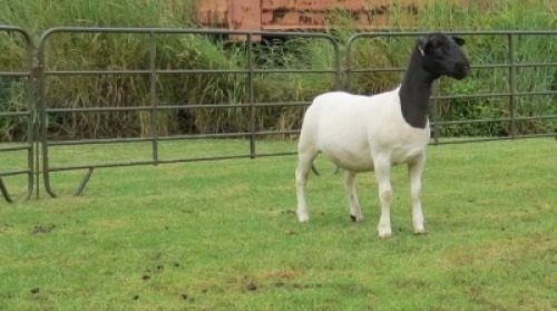 1X DORPER PREGNANT T5 EWE Jowilize Dorpers