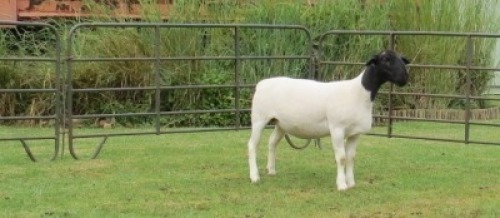 1X DORPER T5 EWE Jowilize Dorpers