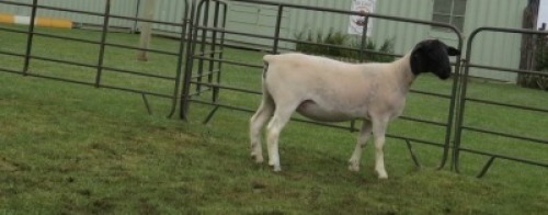 1X DORPER PREGNANT STUD EWE Jowilize Dorpers
