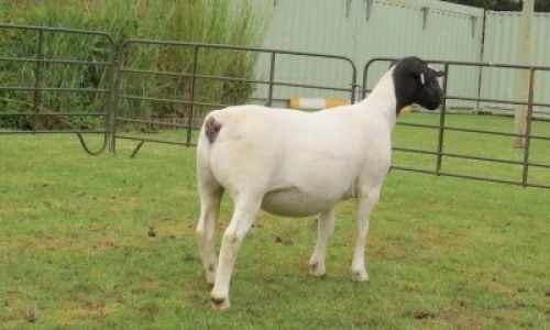 1X DORPER PREGNANT T5 EWE Jowilize Dorpers
