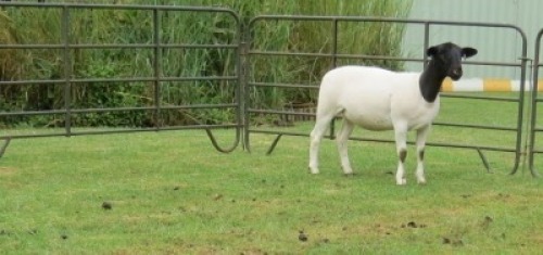 1X DORPER T5 EWE Jowilize Dorpers