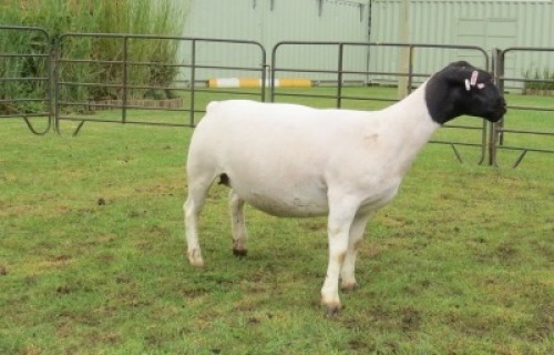 1X DORPER PREGNANT T5 EWE Jowilize Dorpers