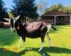 1 X BRITISH ALPINE EWE/OOI GELUKSFONTEIN