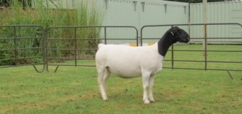 1X DORPER PREGNANT T5 EWE Jowilize Dorpers