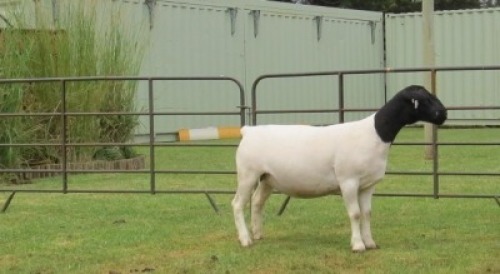 1X DORPER PREGNANT T5 EWE Jowilize Dorpers