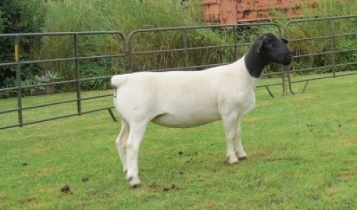 1X DORPER PREGNANT T5 EWE Jowilize Dorpers