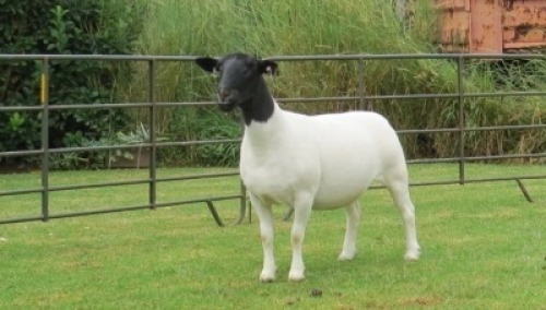 1X DORPER PREGNANT T5 EWE Jowilize Dorpers