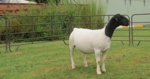 1X DORPER T5 EWE Jowilize Dorpers