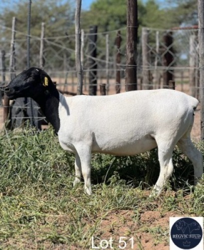 1X DORPER EWE REGVIC STUD (Per animal to take the lot)