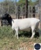 1X DORPER EWE REGVIC STUD (Per animal to take the lot)