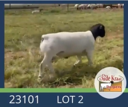 1X DORPER STUD RAM De Oude Kraal Dorpers