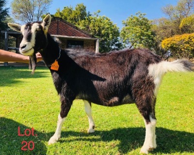 1 X BRITISH ALPINE EWE/OOI GELUKSFONTEIN