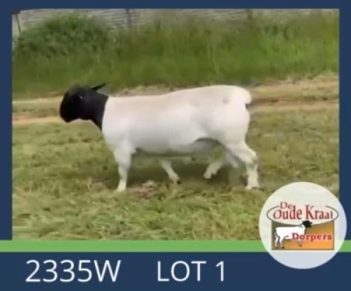 1X DORPER FLOCK RAM De Oude Kraal Dorpers