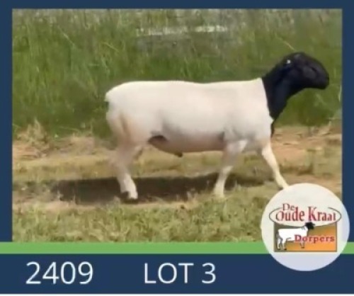 1X DORPER T5 RAM De Oude Kraal Dorpers