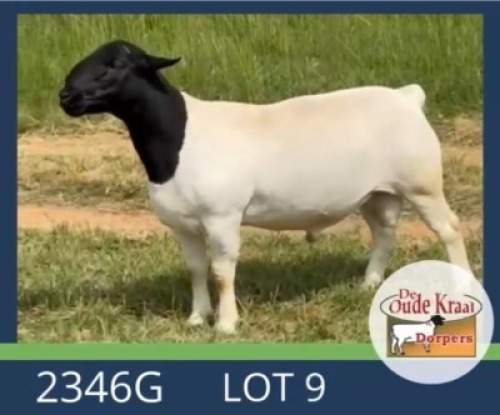 1X DORPER FLOCK RAM De Oude Kraal Dorpers