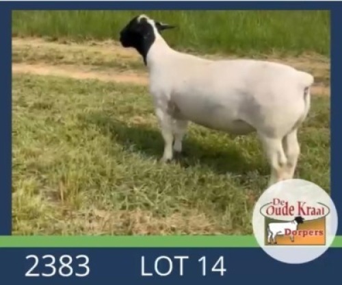 1X DORPER FLOCK RAM De Oude Kraal Dorpers