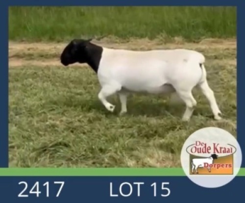 1X DORPER STUD RAM De Oude Kraal Dorpers