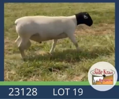 1X DORPER FLOCK RAM De Oude Kraal Dorpers