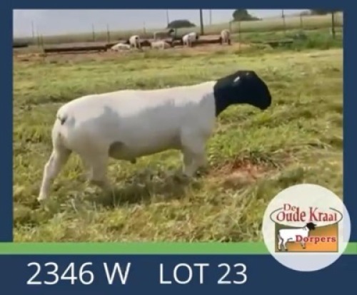 1X DORPER T5 RAM De Oude Kraal Dorpers