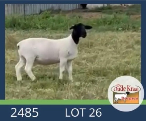 2X DORPER FLOCK EWE De Oude Kraal Dorpers (Per animal to take the lot)