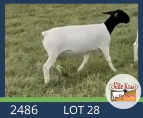 2X DORPER STUD EWE De Oude Kraal Dorpers (Per animal to take the lot)
