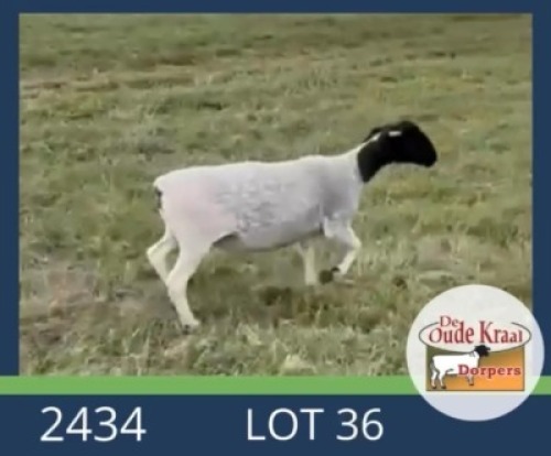 2X DORPER STUD EWE De Oude Kraal Dorpers (Per animal to take the lot)