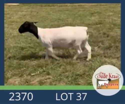 1X DORPER T5 EWE De Oude Kraal Dorpers