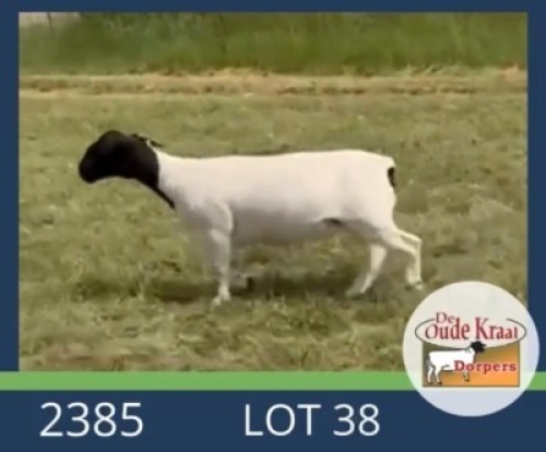 1X DORPER T5 EWE De Oude Kraal Dorpers